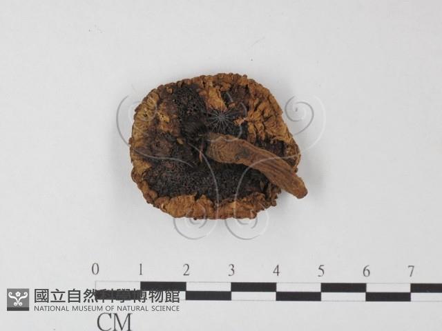 登錄號:F0019172藏品圖，第1張