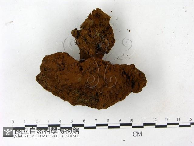 登錄號:F0023172藏品圖，第1張