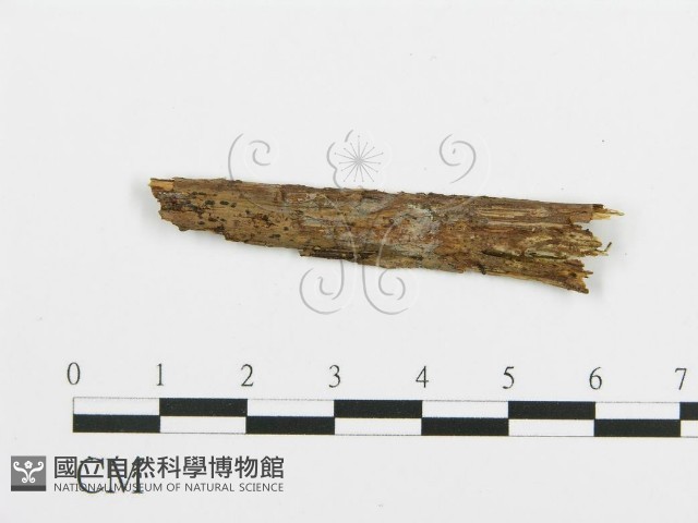 登錄號:F0003172藏品圖，第1張