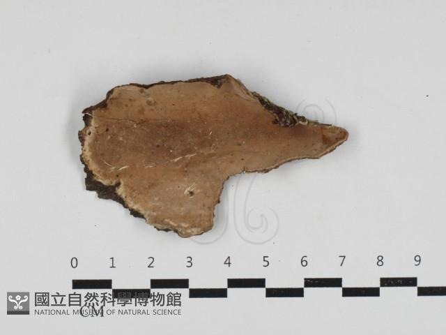 硬孔菌屬藏品圖，第1張