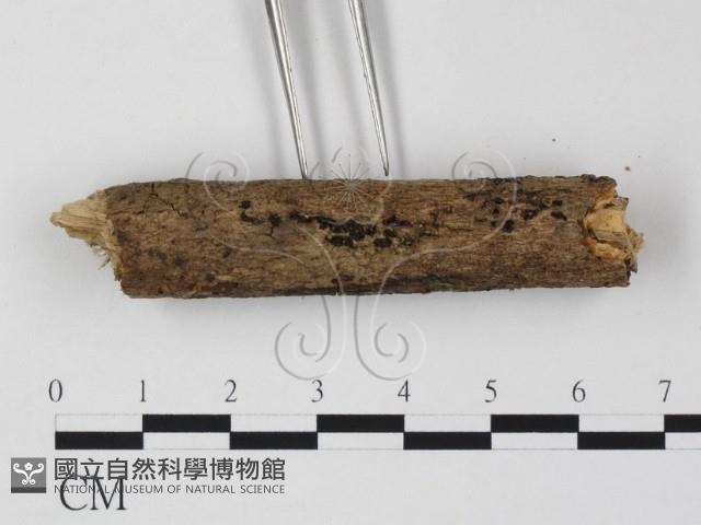 登錄號:F0020072藏品圖，第1張