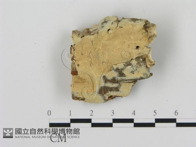 登錄號:F0000072藏品圖，第1張