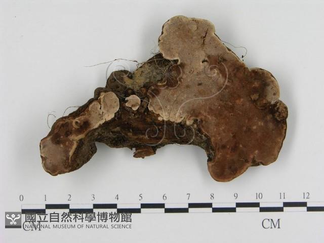 登錄號:F0010072藏品圖，第1張