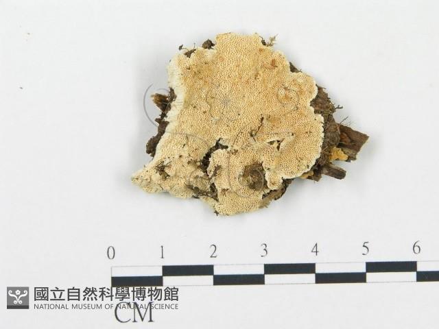 登錄號:F0006072藏品圖，第1張