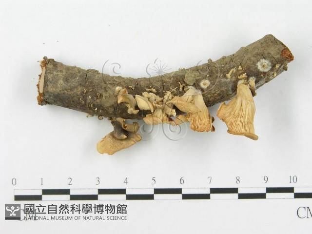 館號:F0016072藏品圖，第1張
