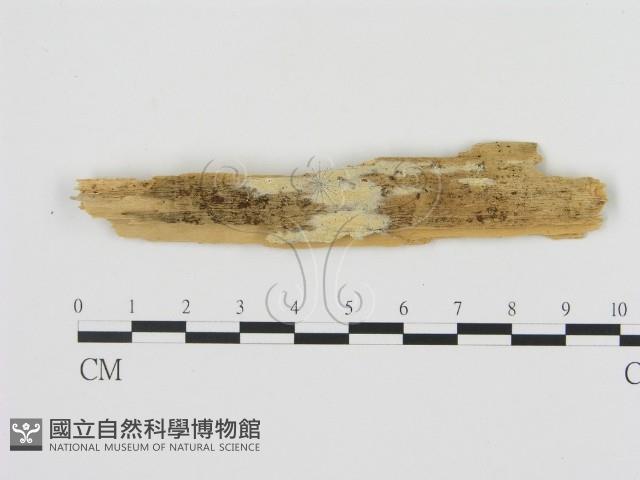 登錄號:F0021072藏品圖，第1張