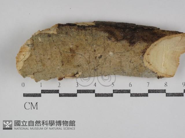 登錄號:F0031072藏品圖，第1張