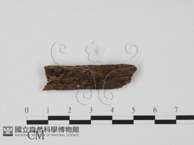 登錄號:F0004072藏品圖，第1張