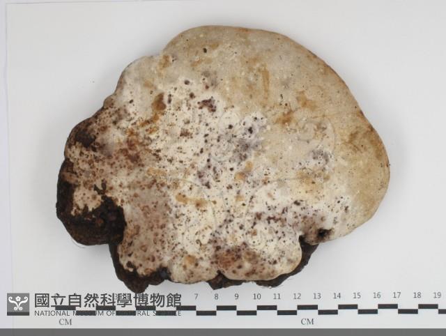 多年臥孔菌屬藏品圖，第1張