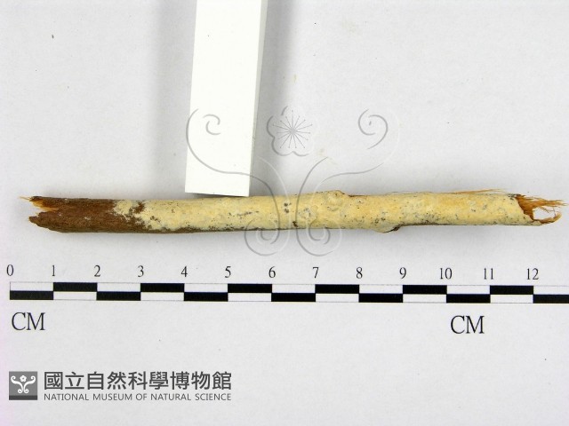 顯絲菌屬藏品圖，第1張