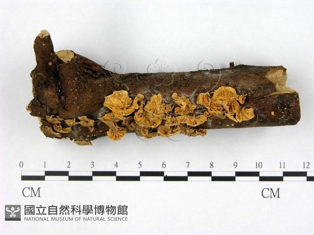 登錄號:F0002072藏品圖，第1張