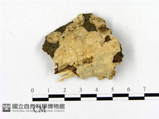 登錄號:F0012072藏品圖，第1張