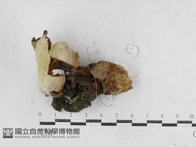 集毛菌屬藏品圖，第1張