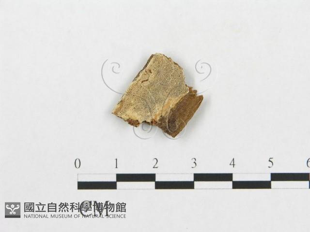 登錄號:F0007072藏品圖，第1張