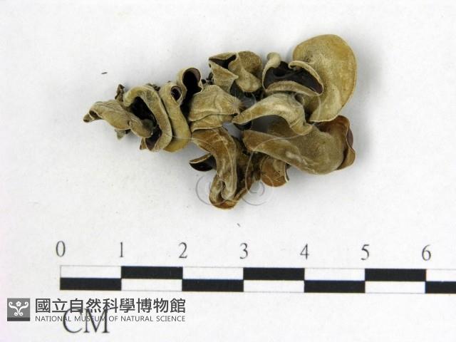毛木耳藏品圖，第1張
