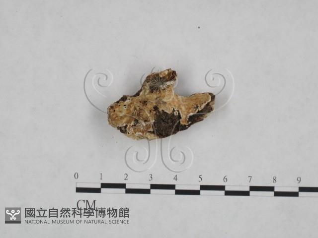 登錄號:F0025072藏品圖，第1張