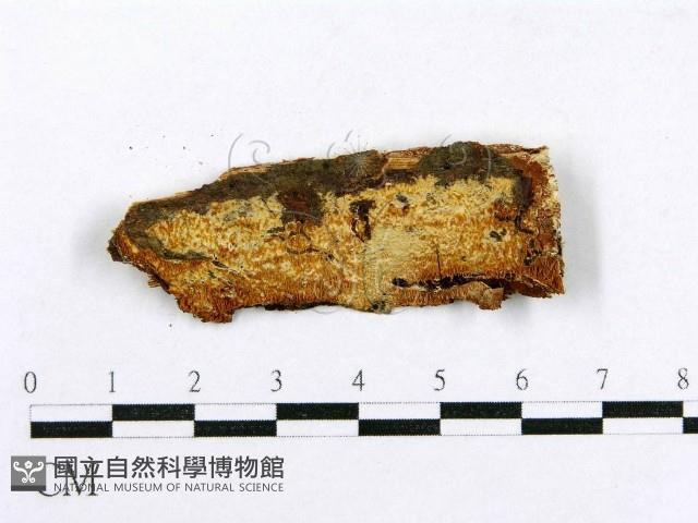 射脈菌屬藏品圖，第1張