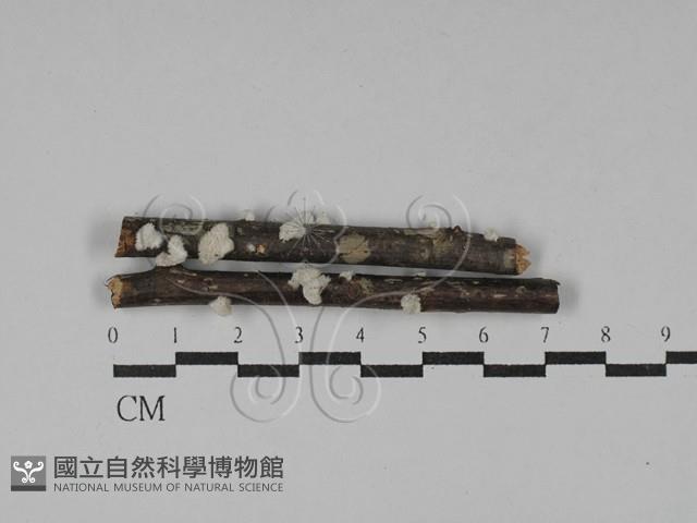 裂褶菌藏品圖，第1張