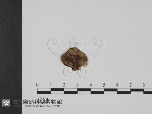 登錄號:F0009072藏品圖，第1張