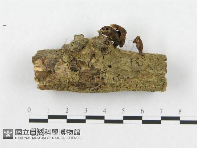 登錄號:F0019072藏品圖，第1張