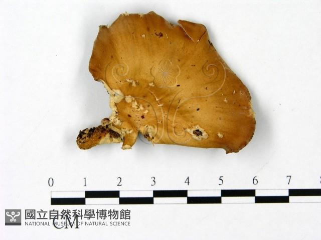登錄號:F0023072藏品圖，第1張