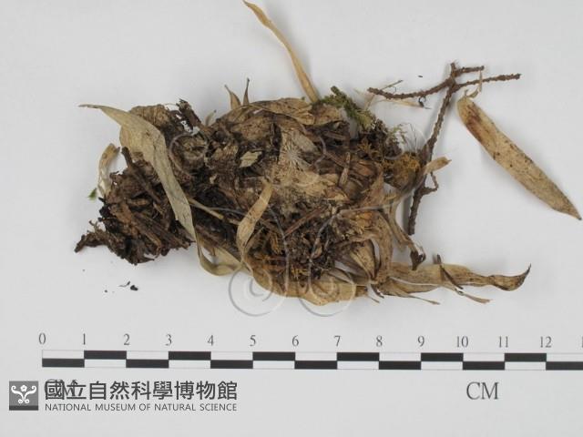 登錄號:F0003072藏品圖，第1張