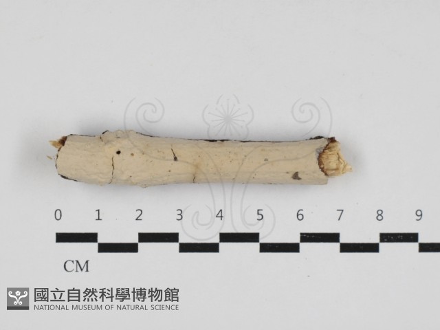 登錄號:F0033072藏品圖，第1張