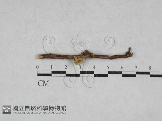 登錄號:F0028372藏品圖，第1張