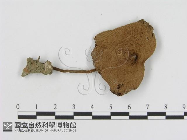 登錄號:F0008372藏品圖，第1張