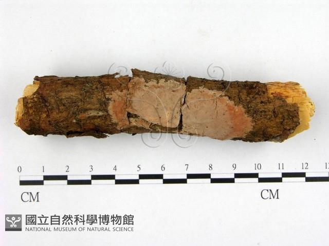登錄號:F0000372藏品圖，第1張