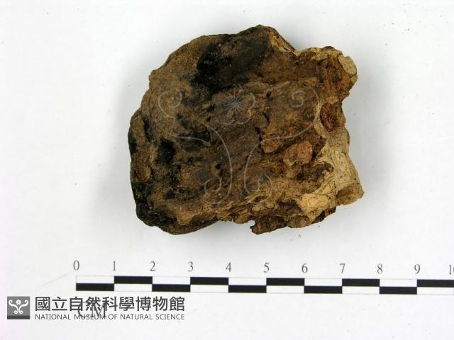 登錄號:F0010372藏品圖，第1張