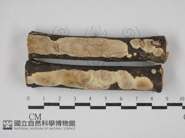 登錄號:F0030372藏品圖，第1張