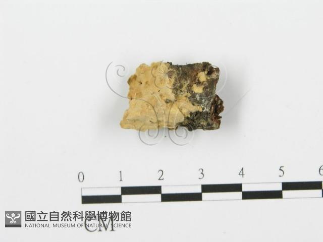 登錄號:F0006372藏品圖，第3張