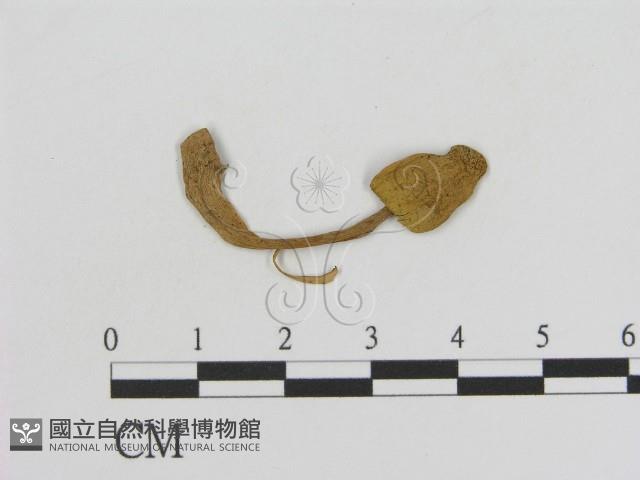 登錄號:F0016372藏品圖，第1張