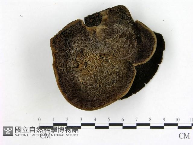 登錄號:F0021372藏品圖，第1張