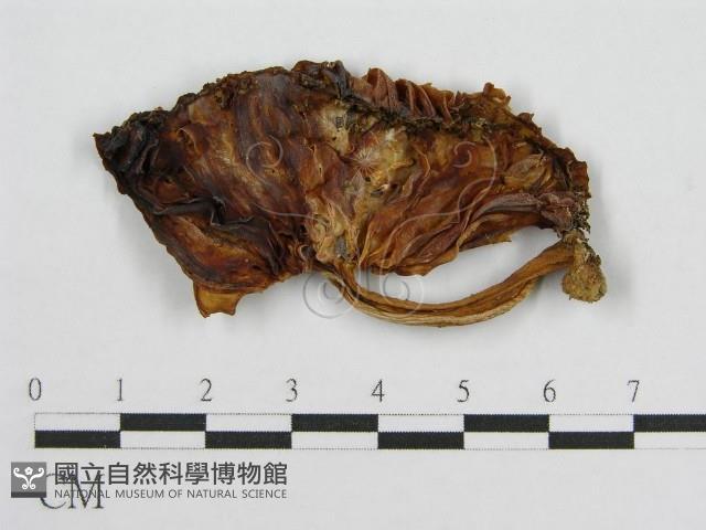 登錄號:F0004372藏品圖，第1張
