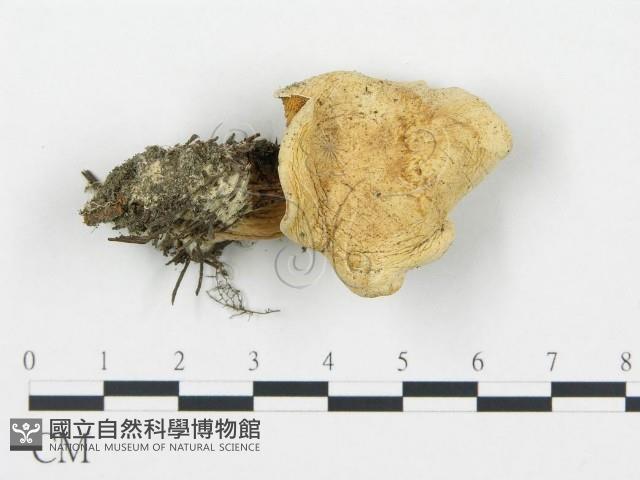 杯傘屬藏品圖，第1張