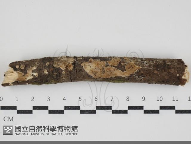 登錄號:F0034372藏品圖，第1張