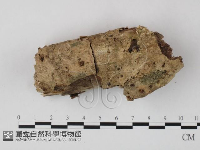 登錄號:F0022372藏品圖，第1張