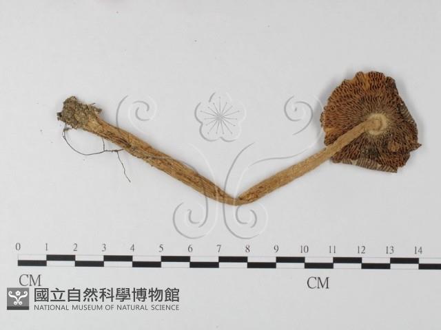 登錄號:F0012372藏品圖，第1張