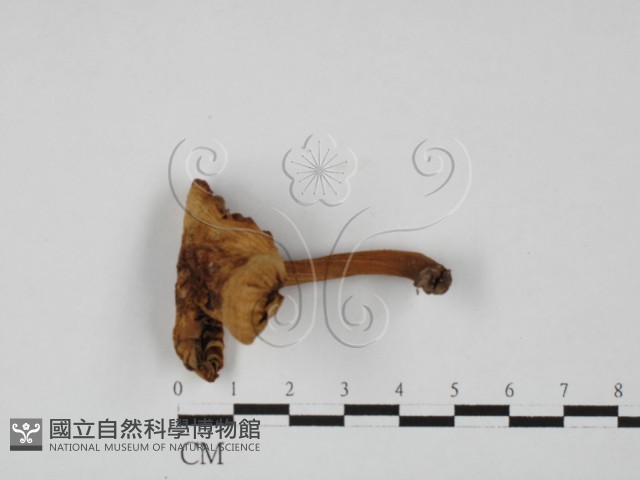 登錄號:F0027372藏品圖，第1張