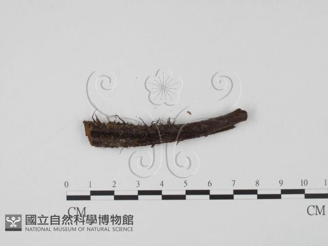 登錄號:F0007372藏品圖，第1張