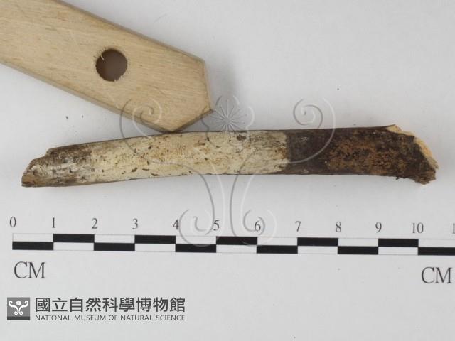 登錄號:F0025372藏品圖，第1張