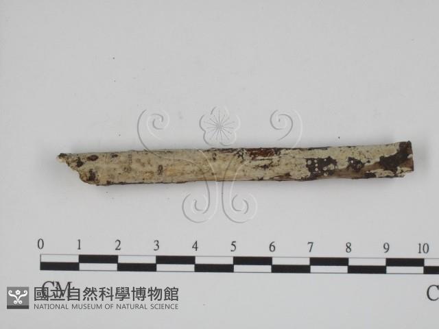 登錄號:F0005372藏品圖，第1張