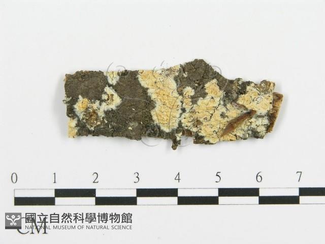登錄號:F0015372藏品圖，第1張