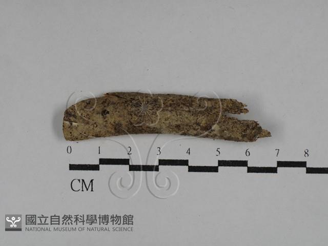 擬筍殼菌屬藏品圖，第1張