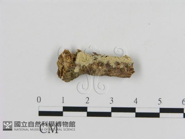 登錄號:F0009372藏品圖，第1張