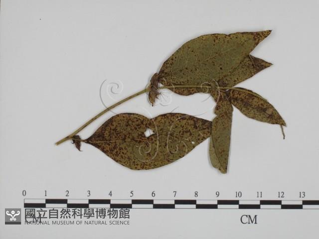 登錄號:F0019372藏品圖，第1張