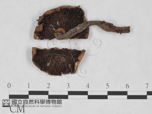 傘菌屬藏品圖，第1張