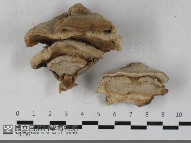 栓菌屬藏品圖，第1張